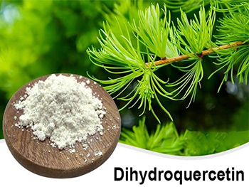 What Is Taxifolin Powder Used For?